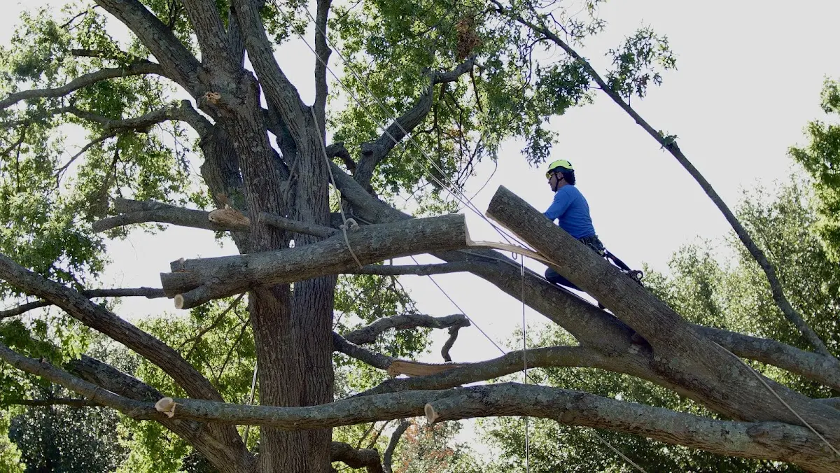 Professional Crown Thinning performed by certified arborists in Hurley
